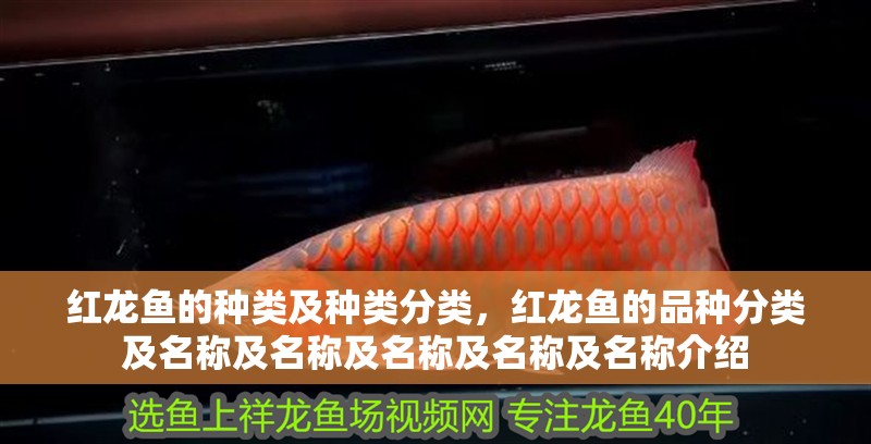 紅龍魚的種類及種類分類，紅龍魚的品種分類及名稱及名稱及名稱及名稱及名稱介紹