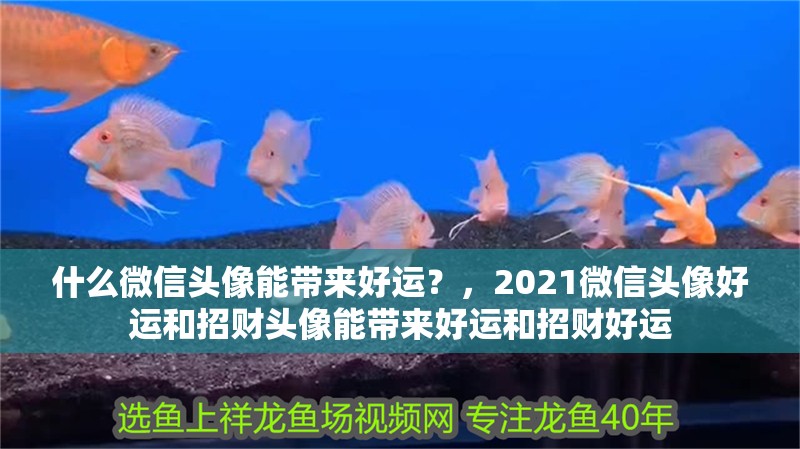 什么微信頭像能帶來好運？，2021微信頭像好運和招財頭像能帶來好運和招財好運