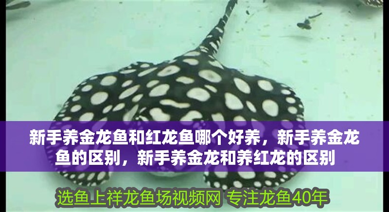 新手養金龍魚和紅龍魚哪個好養，新手養金龍魚的區別，新手養金龍和養紅龍的區別