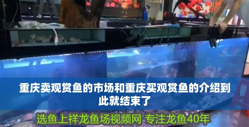 重慶賣觀賞魚的市場和重慶買觀賞魚的介紹到此就結(jié)束了