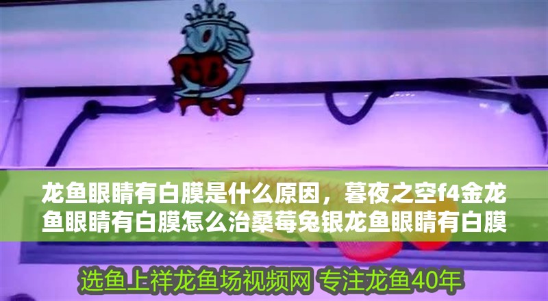 龍魚眼睛有白膜是什么原因，暮夜之空f4金龍魚眼睛有白膜怎么治桑莓兔銀龍魚眼睛有白膜怎么辦