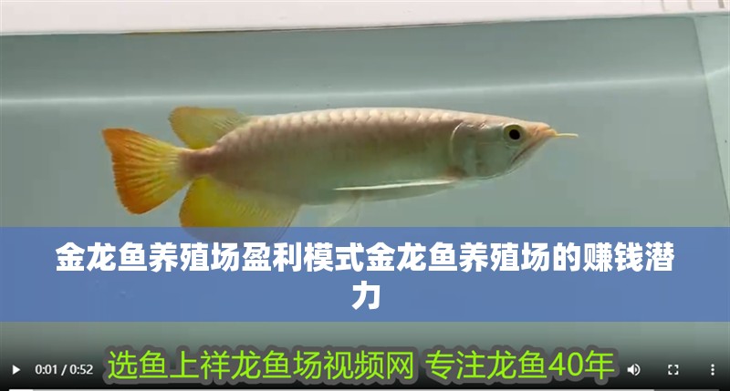 金龍魚養(yǎng)殖場盈利模式金龍魚養(yǎng)殖場的賺錢潛力