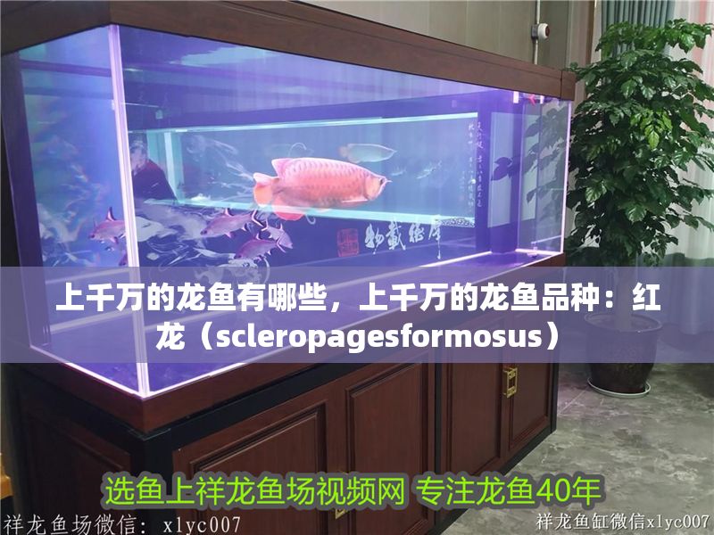 上千萬的龍魚有哪些，上千萬的龍魚品種：紅龍（scleropagesformosus）