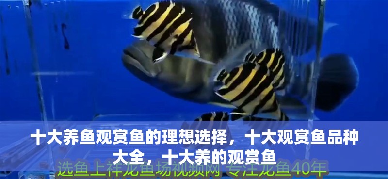 十大養魚觀賞魚的理想選擇，十大觀賞魚品種大全，十大養的觀賞魚