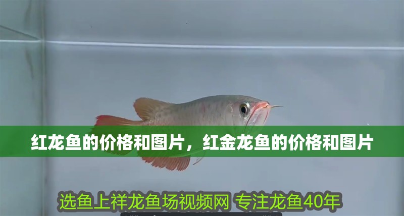 紅龍魚的價(jià)格和圖片，紅金龍魚的價(jià)格和圖片
