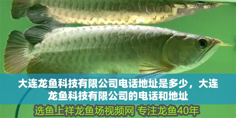 大連龍魚科技有限公司電話地址是多少，大連龍魚科技有限公司的電話和地址