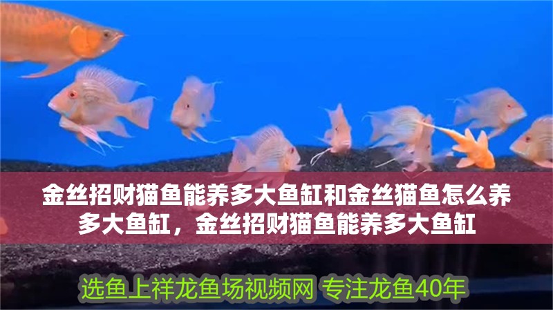 金絲招財(cái)貓魚能養(yǎng)多大魚缸和金絲貓魚怎么養(yǎng)多大魚缸，金絲招財(cái)貓魚能養(yǎng)多大魚缸 金絲招財(cái)貓魚能養(yǎng)多大魚缸和金絲貓魚怎么養(yǎng)多大魚缸，金絲招財(cái)貓魚能養(yǎng)多大魚缸 觀賞魚百科 第1張