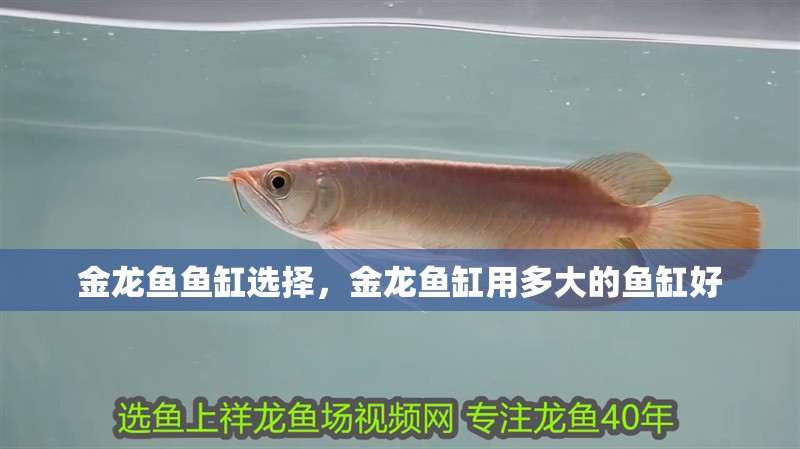 金龍魚魚缸選擇，金龍魚缸用多大的魚缸好