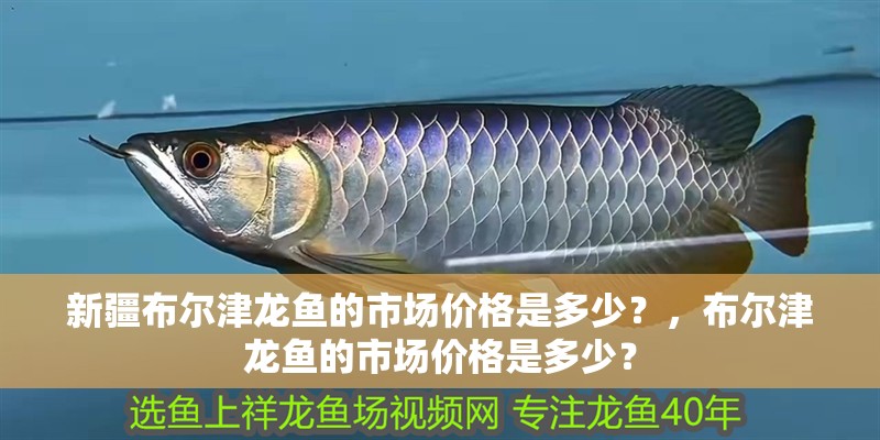 新疆布爾津龍魚的市場價格是多少？，布爾津龍魚的市場價格是多少？
