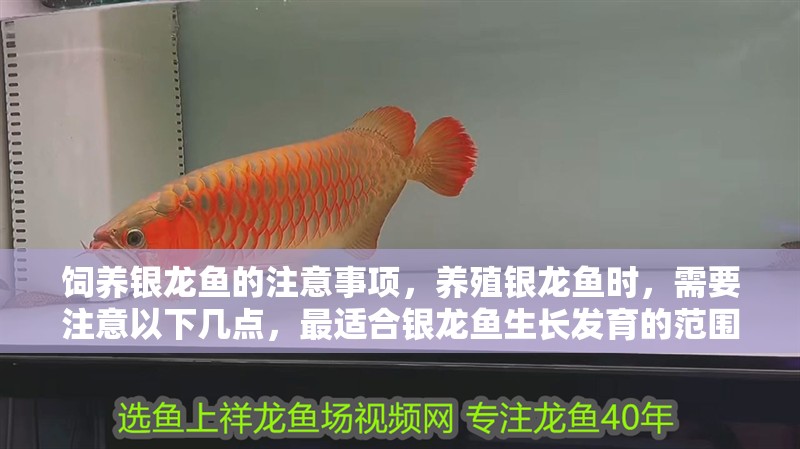 飼養銀龍魚的注意事項，養殖銀龍魚時，需要注意以下幾點，最適合銀龍魚生長發育的范圍