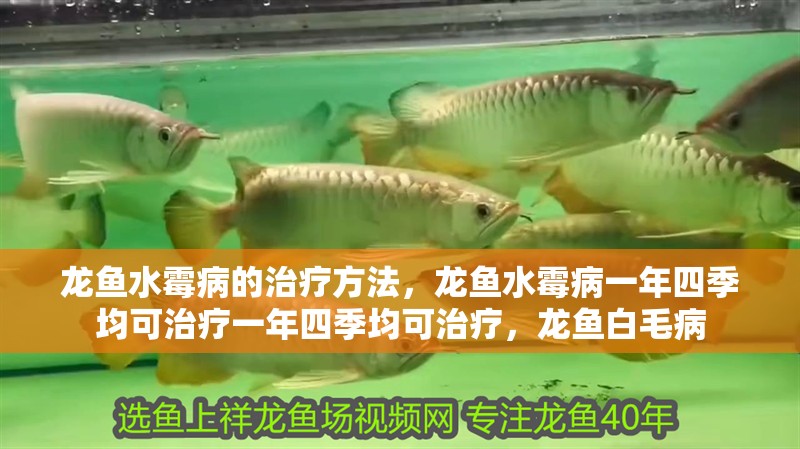 龍魚水霉病的治療方法，龍魚水霉病一年四季均可治療一年四季均可治療，龍魚白毛病