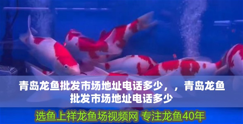 青島龍魚批發市場地址電話多少，，青島龍魚批發市場地址電話多少