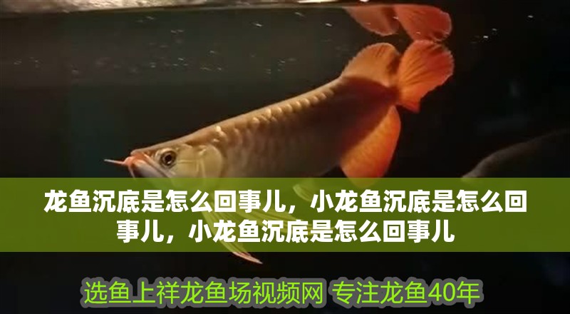 龍魚沉底是怎么回事兒，小龍魚沉底是怎么回事兒，小龍魚沉底是怎么回事兒