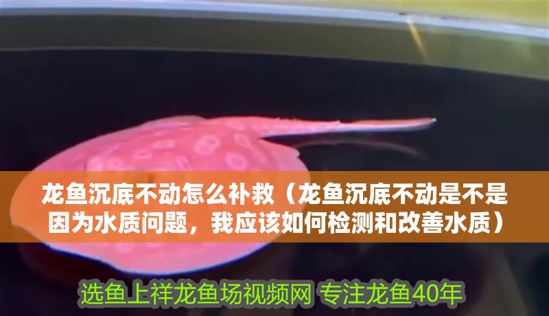 龍魚(yú)沉底不動(dòng)怎么補(bǔ)救（龍魚(yú)沉底不動(dòng)是不是因?yàn)樗|(zhì)問(wèn)題，我應(yīng)該如何檢測(cè)和改善水質(zhì)）