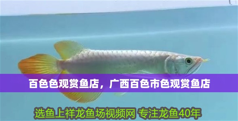 百色色觀賞魚店，廣西百色市色觀賞魚店 百色色觀賞魚店，廣西百色市色觀賞魚店 觀賞魚百科