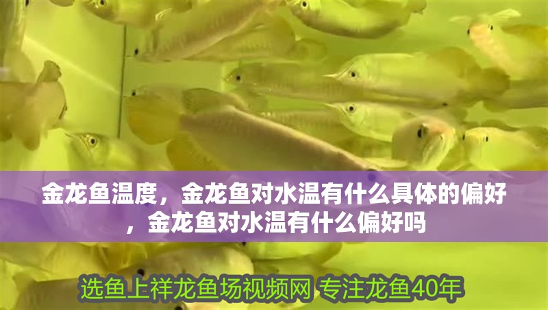 金龍魚溫度，金龍魚對水溫有什么具體的偏好，金龍魚對水溫有什么偏好嗎