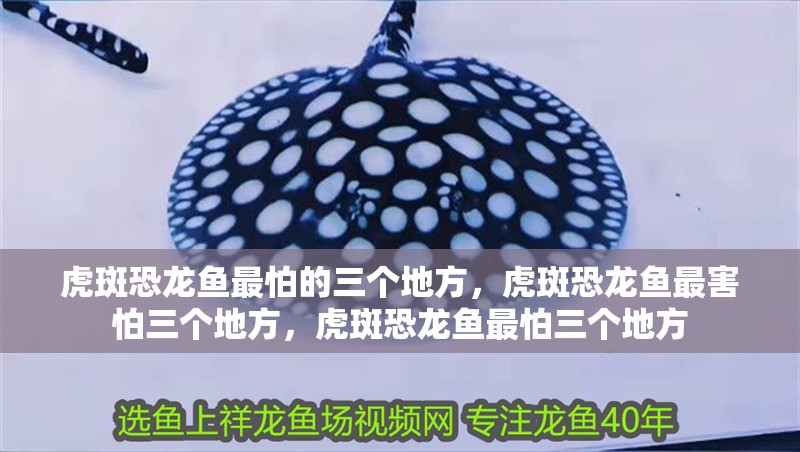 虎斑恐龍魚最怕的三個地方，虎斑恐龍魚最害怕三個地方，虎斑恐龍魚最怕三個地方