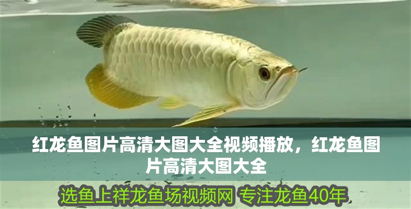 紅龍魚圖片高清大圖大全視頻播放，紅龍魚圖片高清大圖大全