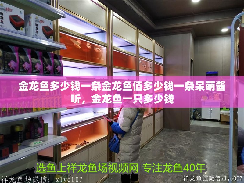 金龍魚多少錢一條金龍魚值多少錢一條呆萌醬聽，金龍魚一只多少錢