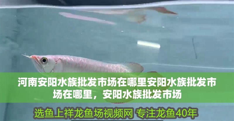 河南安陽水族批發市場在哪里安陽水族批發市場在哪里，安陽水族批發市場