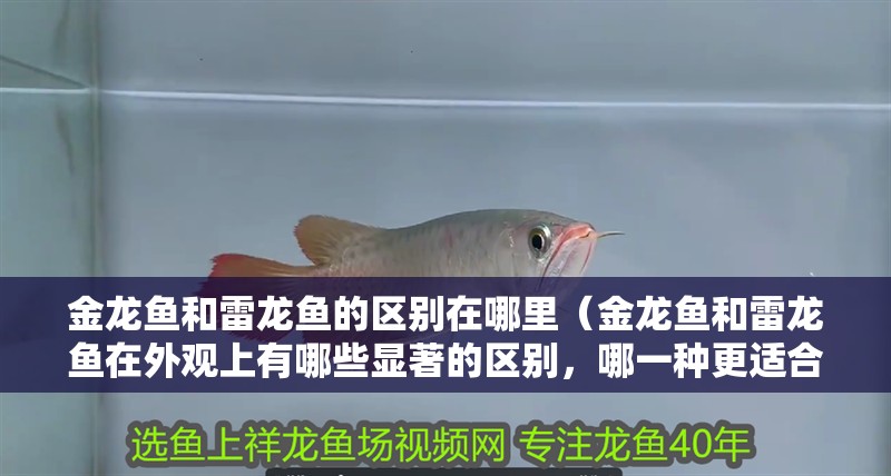 金龍魚和雷龍魚的區別在哪里（金龍魚和雷龍魚在外觀上有哪些顯著的區別，哪一種更適合初學者）