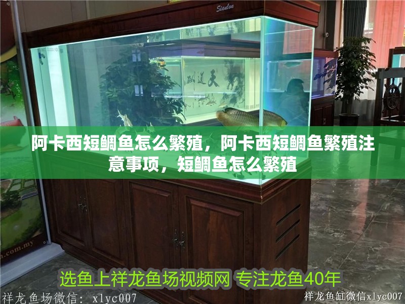 阿卡西短鯛魚怎么繁殖，阿卡西短鯛魚繁殖注意事項，短鯛魚怎么繁殖 阿卡西短鯛魚怎么繁殖，阿卡西短鯛魚繁殖注意事項，短鯛魚怎么繁殖 觀賞魚百科 第2張