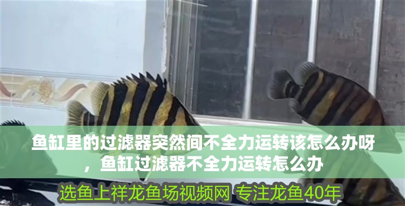 魚缸里的過濾器突然間不全力運轉該怎么辦呀，魚缸過濾器不全力運轉怎么辦