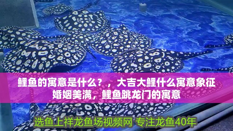 鯉魚的寓意是什么？，大吉大鯉什么寓意象征婚姻美滿，鯉魚跳龍門的寓意