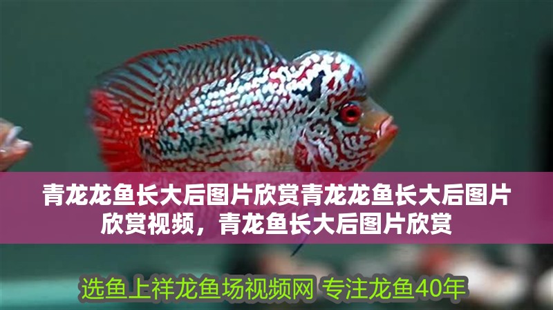 青龍龍魚長大后圖片欣賞青龍龍魚長大后圖片欣賞視頻，青龍魚長大后圖片欣賞