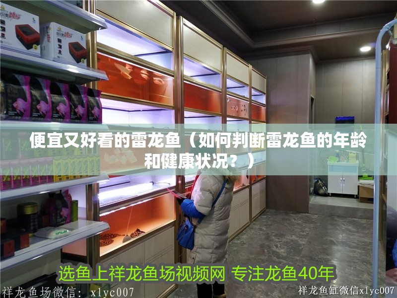 便宜又好看的雷龍魚（如何判斷雷龍魚的年齡和健康狀況？）