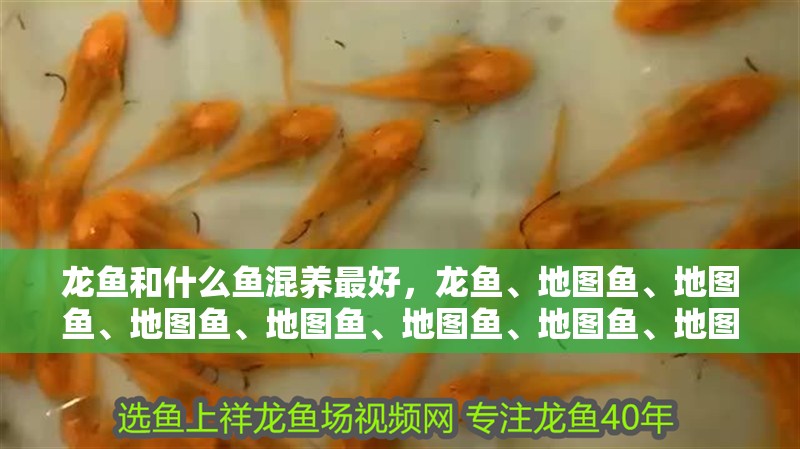 龍魚和什么魚混養(yǎng)最好，龍魚、地圖魚、地圖魚、地圖魚、地圖魚、地圖魚、地圖魚、地圖魚 龍魚和什么魚混養(yǎng)最好，龍魚、地圖魚、地圖魚、地圖魚、地圖魚、地圖魚、地圖魚、地圖魚 觀賞魚百科 第2張