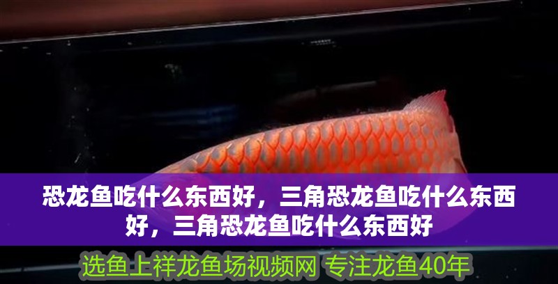 恐龍魚(yú)吃什么東西好，三角恐龍魚(yú)吃什么東西好，三角恐龍魚(yú)吃什么東西好