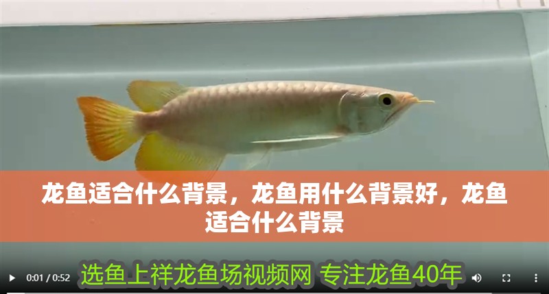 龍魚(yú)適合什么背景，龍魚(yú)用什么背景好，龍魚(yú)適合什么背景