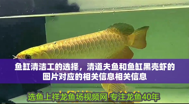 魚缸清潔工的選擇，清道夫魚和魚缸黑殼蝦的圖片對應的相關信息相關信息