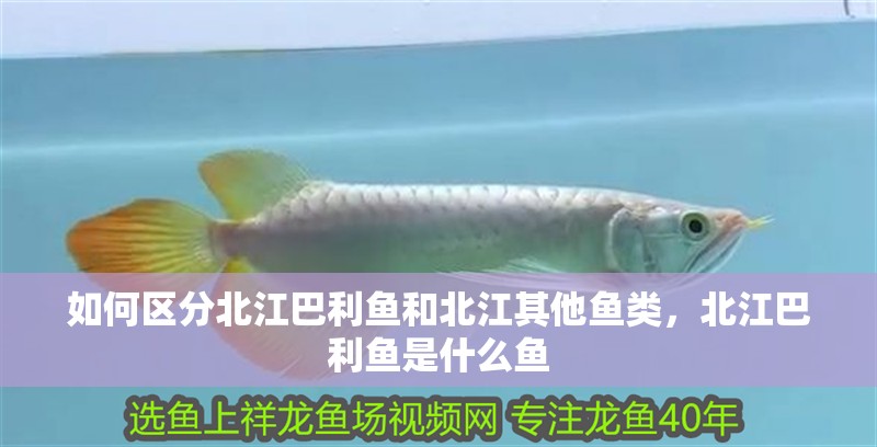如何區(qū)分北江巴利魚和北江其他魚類，北江巴利魚是什么魚