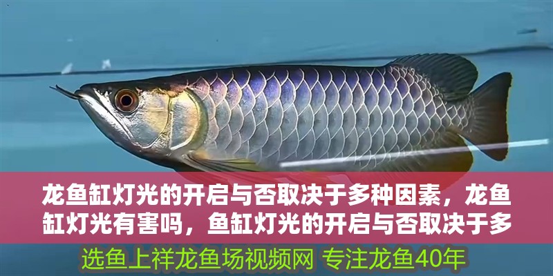 龍魚缸燈光的開啟與否取決于多種因素，龍魚缸燈光有害嗎，魚缸燈光的開啟與否取決于多種因素，龍魚缸燈光有害嗎