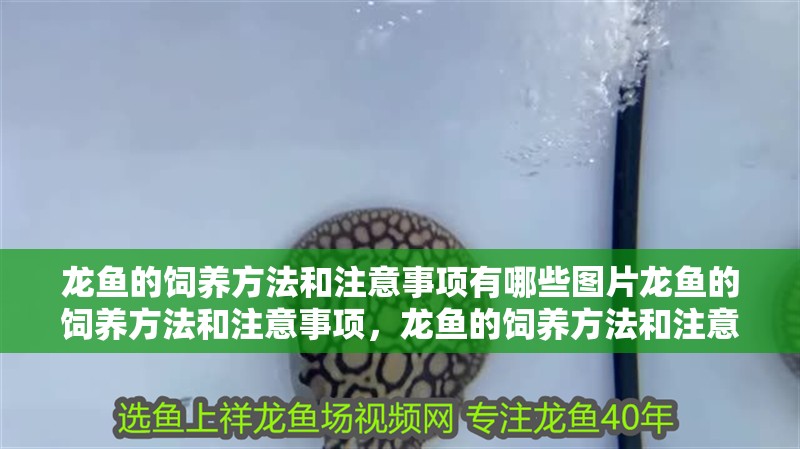 龍魚的飼養方法和注意事項有哪些圖片龍魚的飼養方法和注意事項,龍魚的飼養方法和注意事項 觀賞魚百科 第1張 龍魚的飼養方法和注意事項有哪些圖片龍魚的飼養方法和注意事項,龍魚的飼養方法和注意事項 龍魚的飼養方法和注意事項有哪些圖片龍魚的飼養方法和注意事項,龍魚的飼養方法和注意事項 觀賞魚百科 第1張