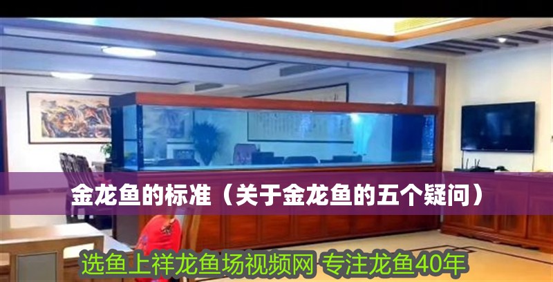金龍魚的標準（關于金龍魚的五個疑問）