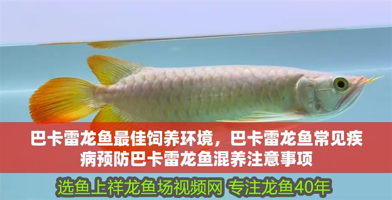 巴卡雷龍魚最佳飼養環境，巴卡雷龍魚常見疾病預防巴卡雷龍魚混養注意事項
