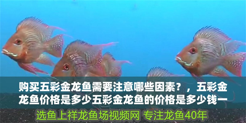 購(gòu)買五彩金龍魚需要注意哪些因素？，五彩金龍魚價(jià)格是多少五彩金龍魚的價(jià)格是多少錢一條