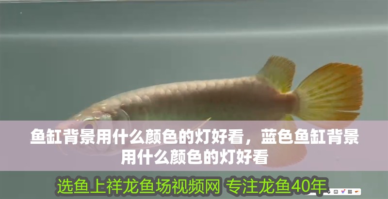 魚缸背景用什么顏色的燈好看，藍色魚缸背景用什么顏色的燈好看