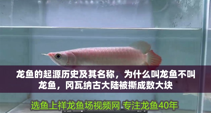 龍魚的起源歷史及其名稱，為什么叫龍魚不叫龍魚，岡瓦納古大陸被撕成數大塊
