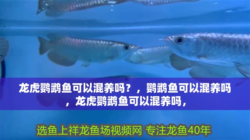 龍虎鸚鵡魚可以混養(yǎng)嗎？，鸚鵡魚可以混養(yǎng)嗎，龍虎鸚鵡魚可以混養(yǎng)嗎，