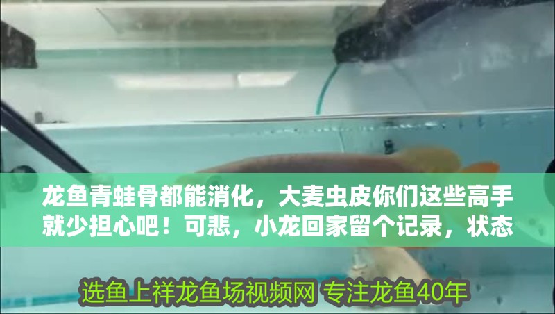 龍魚(yú)青蛙骨都能消化，大麥蟲(chóng)皮你們這些高手就少擔(dān)心吧！可悲，小龍回家留個(gè)記錄，狀態(tài)一般，慢慢調(diào)整，