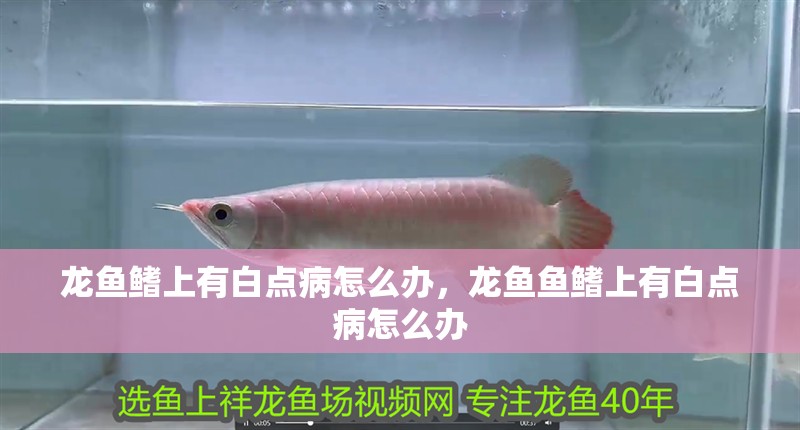 龍魚鰭上有白點病怎么辦，龍魚魚鰭上有白點病怎么辦