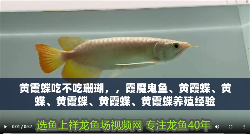 黃霞蝶吃不吃珊瑚，，霞魔鬼魚、黃霞蝶、黃蝶、黃霞蝶、黃霞蝶、黃霞蝶養(yǎng)殖經(jīng)驗