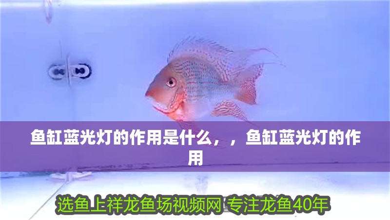 魚缸藍光燈的作用是什么，，魚缸藍光燈的作用