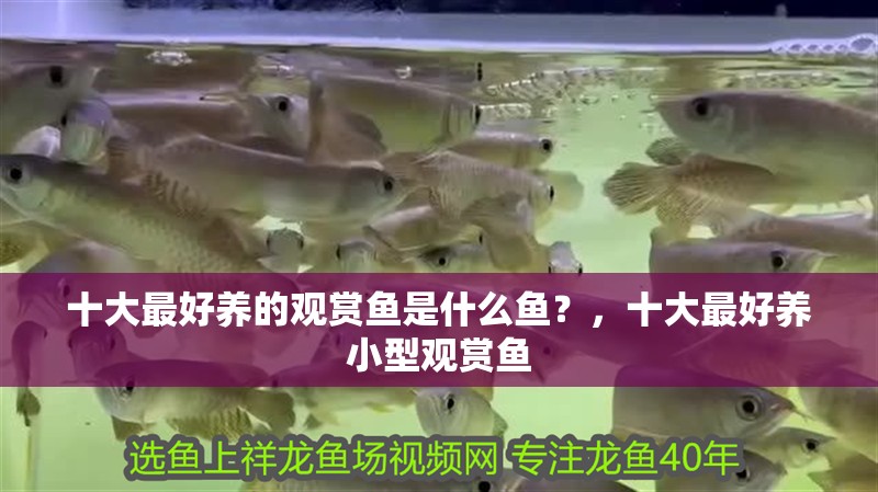 十大最好養的觀賞魚是什么魚？，十大最好養小型觀賞魚 十大最好養的觀賞魚是什么魚？，十大最好養小型觀賞魚 觀賞魚百科 第2張