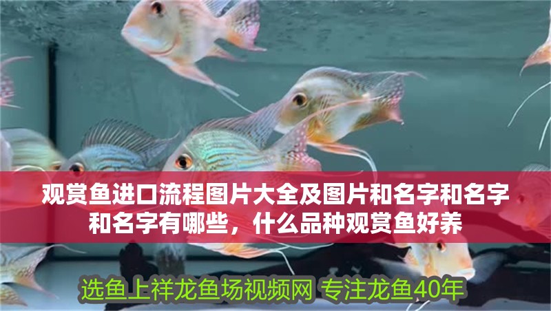 觀賞魚進口流程圖片大全及圖片和名字和名字和名字有哪些，什么品種觀賞魚好養