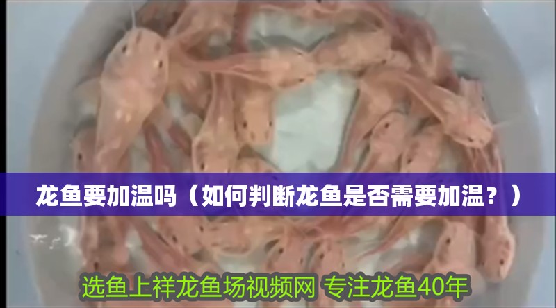 龍魚要加溫嗎（如何判斷龍魚是否需要加溫？）